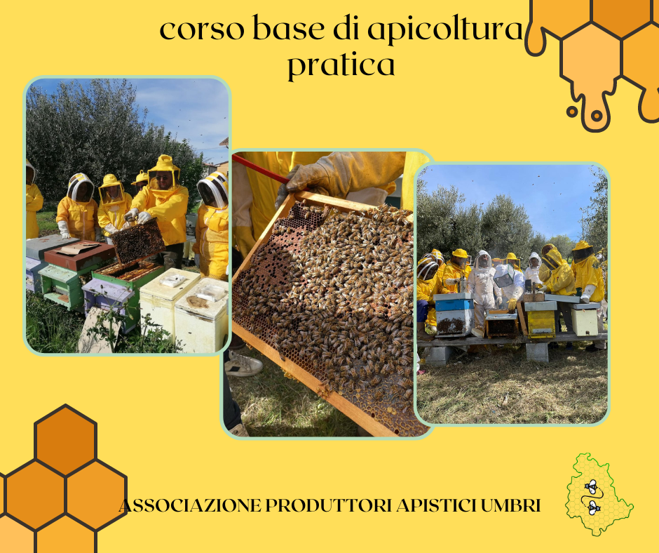 corso di apicoltura